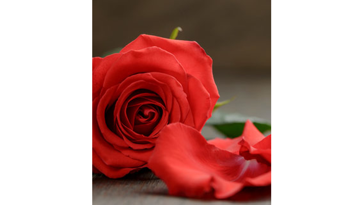 Davi Morse Obituary Simsbury Ct Vincent Funeral Home Simsbury